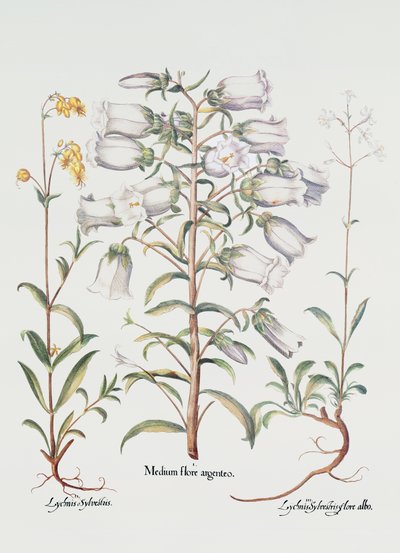 Canterbury Bell, German, 18th century by Unbekannt Unbekannt